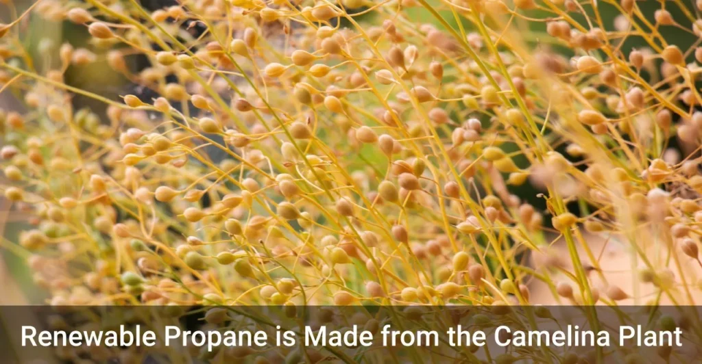 Camelina seed pods with text stating renewable propane is made from the camelina plant